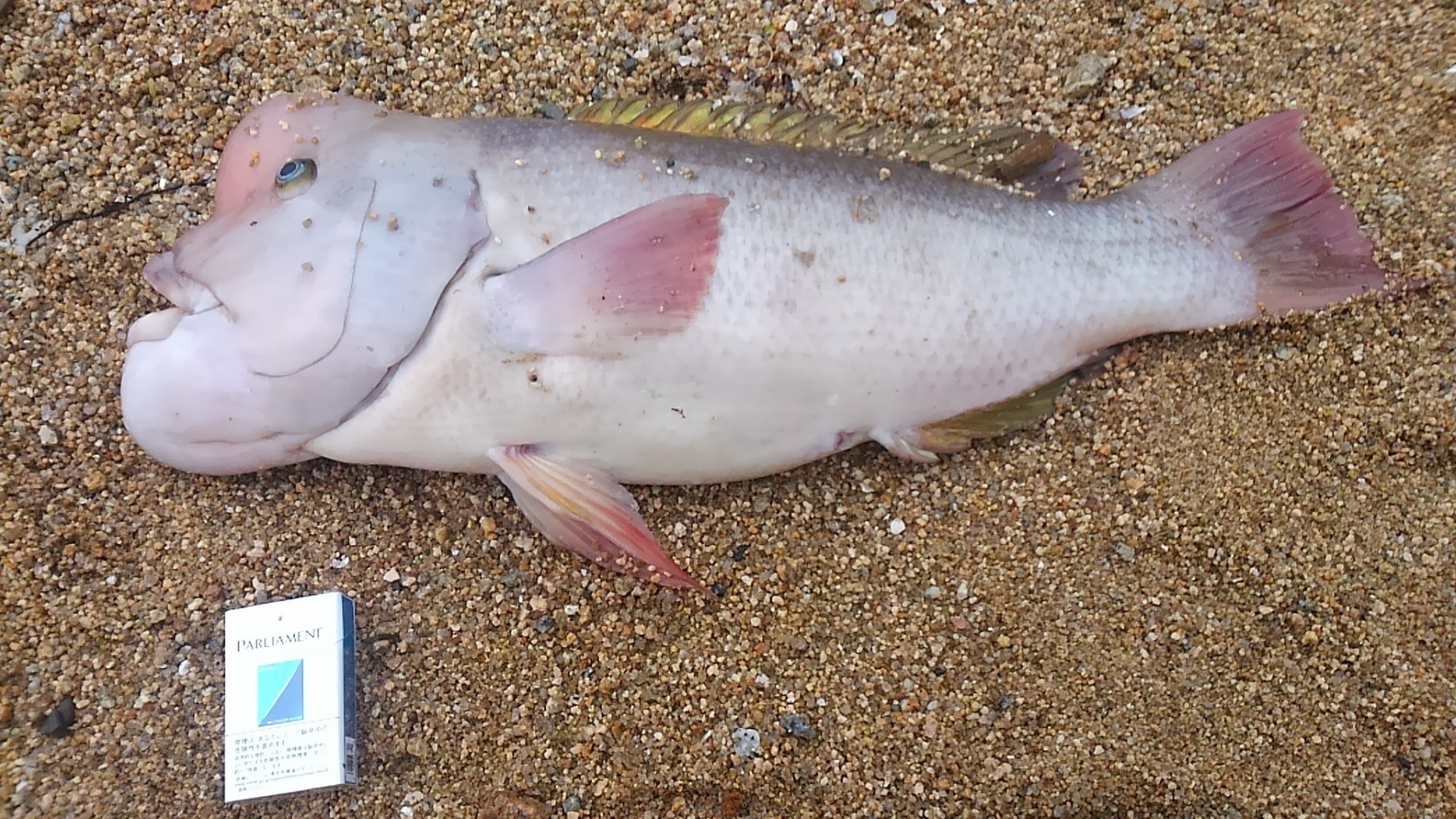 倉橋島でコブダイ釣り サーフ 砂浜 から 瀬戸内 ぶっこみ釣り 大物狙い